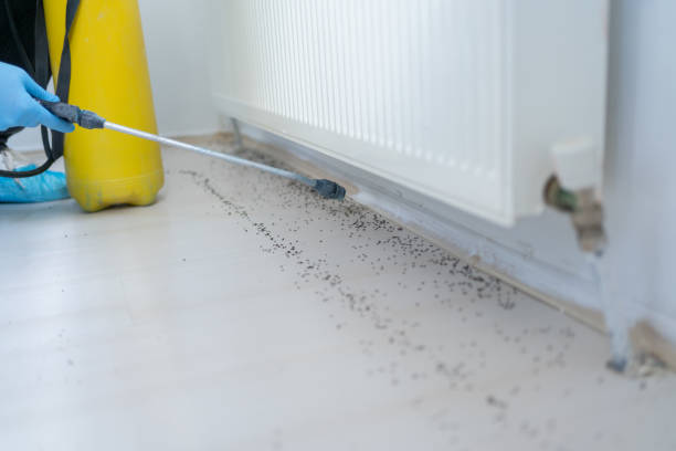 Best Ant Control Services  in Floral Park, NY